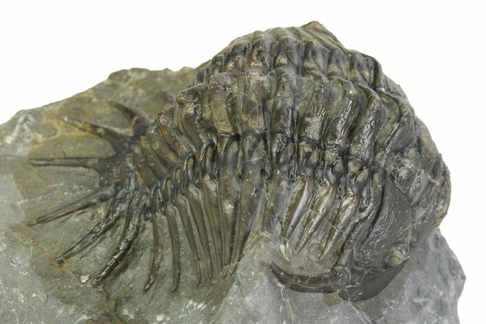 Uncommon Crotalocephalus Trilobite - Morocco #350437